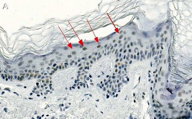 Anti-CBX2 Antibody, clone 3I14 ZooMAb<sup>®</sup> Rabbit Monoclonal