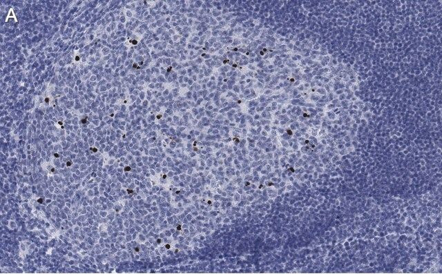 Anti-cleaved PARP-1 Antibody, clone 2G13 Antibody, ZooMAb<sup>®</sup> Rabbit Monoclonal