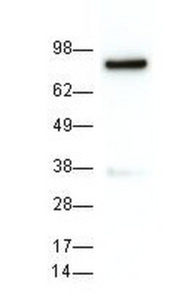 Anti-Hsp90α Mouse mAb (EMD-17D7)