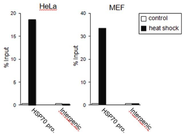 Anti-HSF 1 Antibody