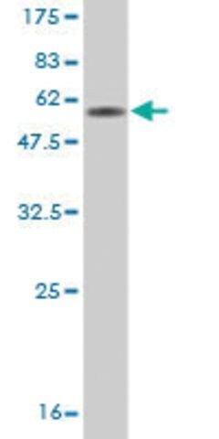 Monoclonal Anti-CD7 antibody produced in mouse