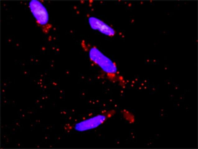 Monoclonal Anti-DUSP9 antibody produced in mouse