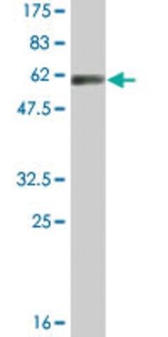 Monoclonal Anti-DNALI1 antibody produced in mouse