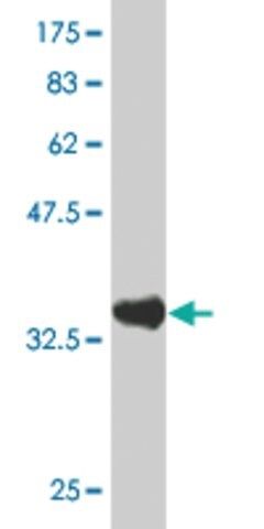 Monoclonal Anti-PASD1 antibody produced in mouse