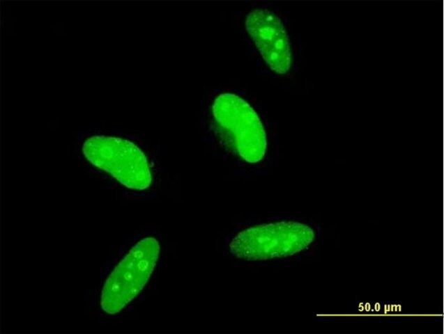 Monoclonal Anti-MAGED2 antibody produced in mouse
