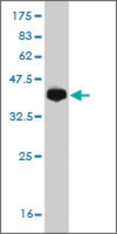 Monoclonal Anti-PCDH19 antibody produced in mouse