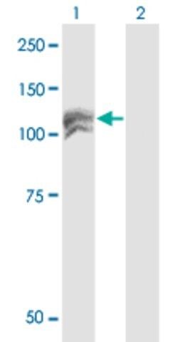 Monoclonal Anti-NEDD4L antibody produced in mouse