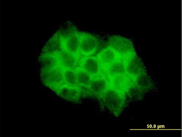 Monoclonal Anti-DVL3 antibody produced in mouse