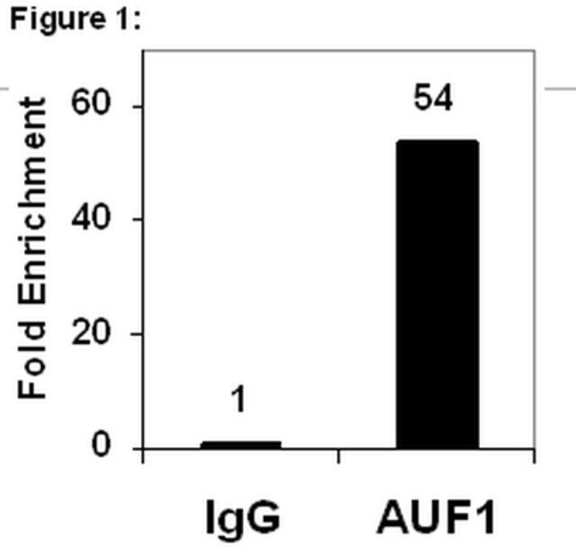 RIPAb+ AUF1-RIP Validated Antibody and Primer Set