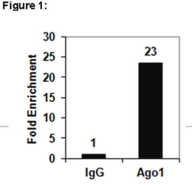 RIPAb+ Ago1 Antibody