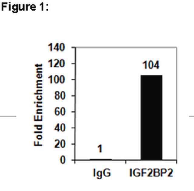 RIPAb+ IGF2BP2 Antibody