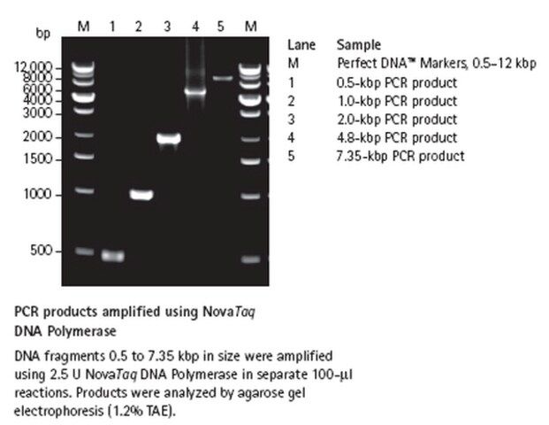 Nova <i>Taq</i> DNA Polymerase