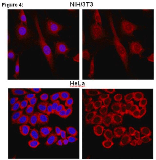RIPAb+ FXR1-RIP Validated Antibody and Primer Set