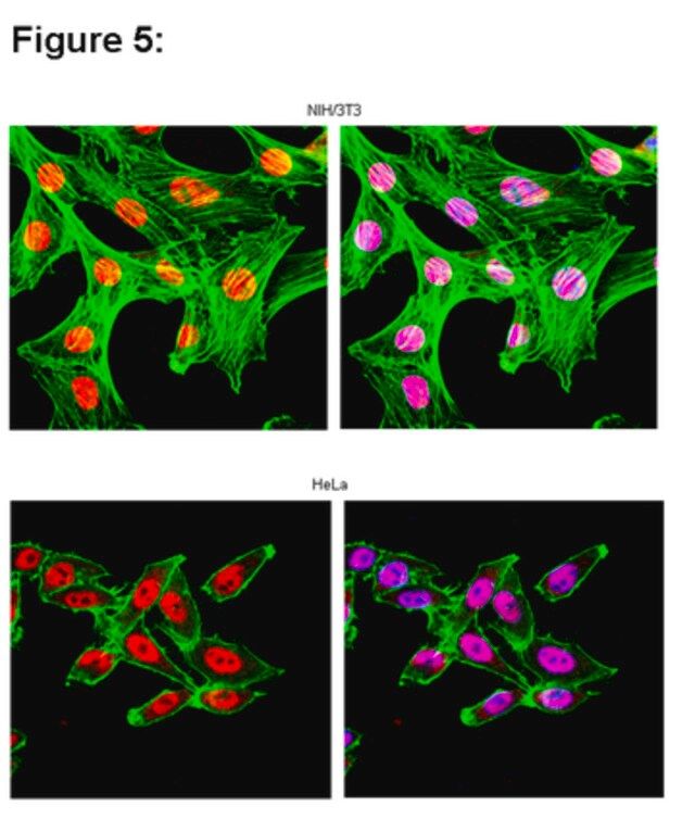 RIPAb+ HuR-RIP Validated Antibody and Primer Set