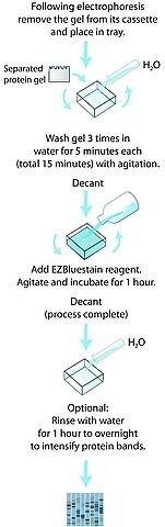 EZBlue<sup>TM</sup> Gel Staining Reagent