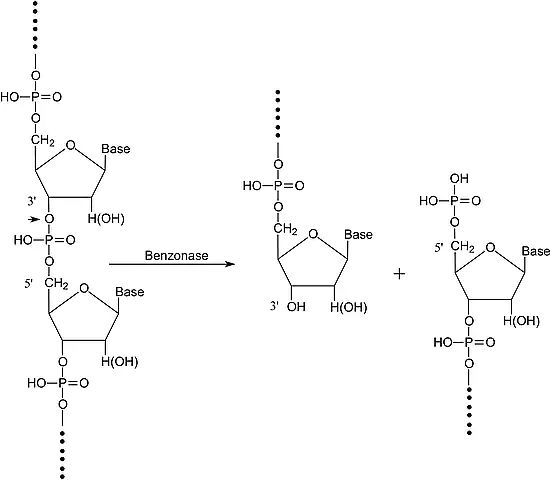 Benzonase<sup>®</sup> Nuclease, Purity > 99%