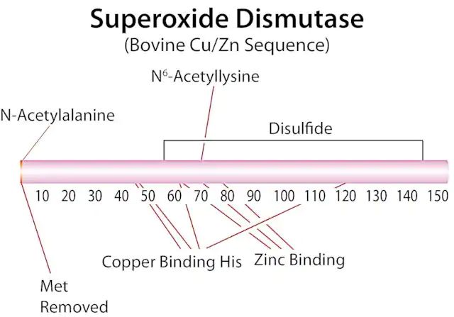 Superoxide Dismutase from bovine erythrocytes
