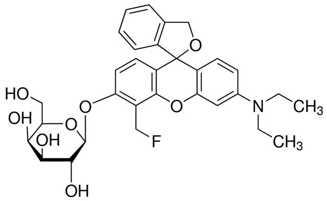 β-Galactosidase stain