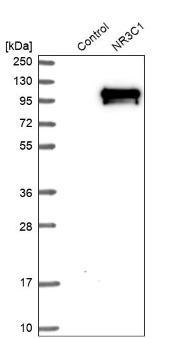 Anti-NR3C1 antibody produced in rabbit