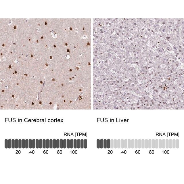 Monoclonal Anti-FUS antibody produced in mouse