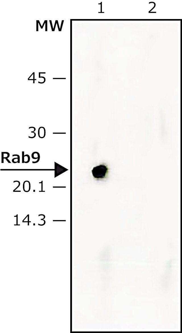 Monoclonal Anti-Rab9 antibody produced in mouse