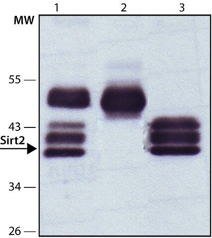 Anti-Sirt2 antibody produced in rabbit