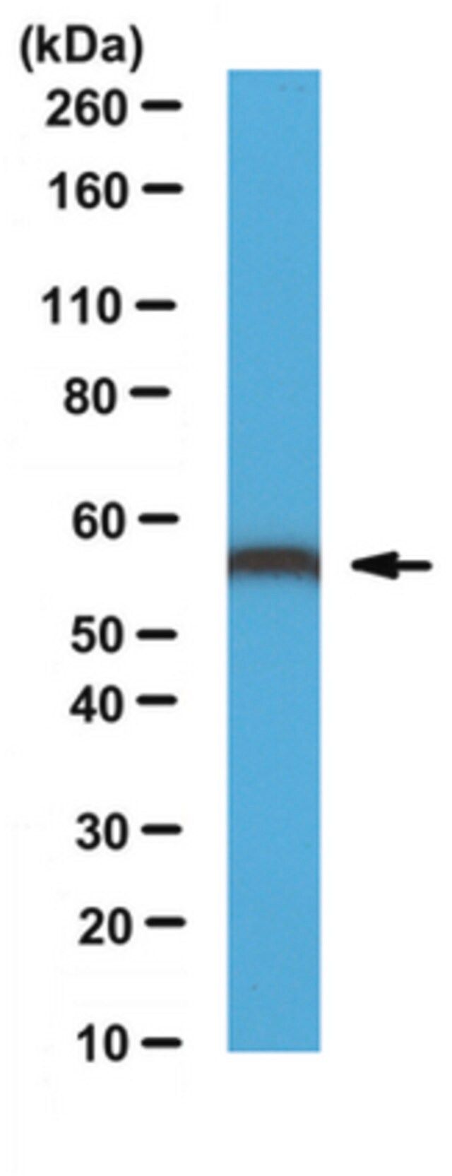 Anti-ERp57 Antibody