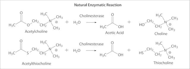 Acetylcholinesterase from <i>Electrophorus electricus</i> (electric eel)
