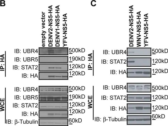 Anti-β-Tubulin antibody, Mouse monoclonal antibody produced in mouse