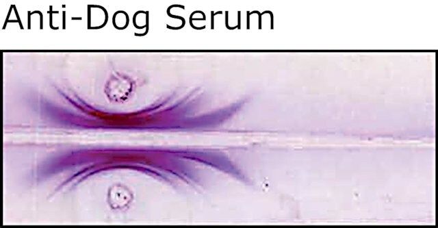 Anti-Dog Serum antibody produced in rabbit