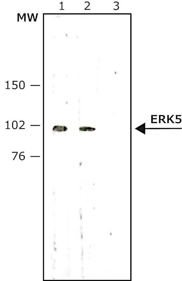 Anti-ERK5 (big-MAPK, BMK1) antibody produced in rabbit