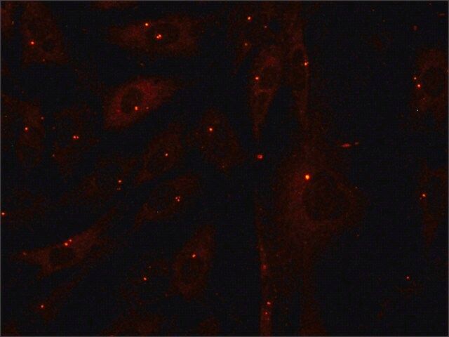 Anti-γ-Tubulin (AK-15) antibody produced in rabbit