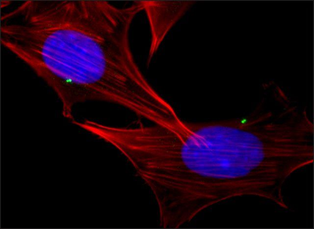 Anti-γ-Tubulin (DQ-19) antibody produced in rabbit