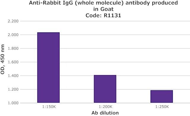 Anti-Rabbit IgG (whole molecule) antibody produced in goat