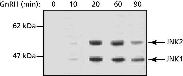 Anti-JNK, Activated (Diphosphorylated JNK) antibody, Mouse monoclonal