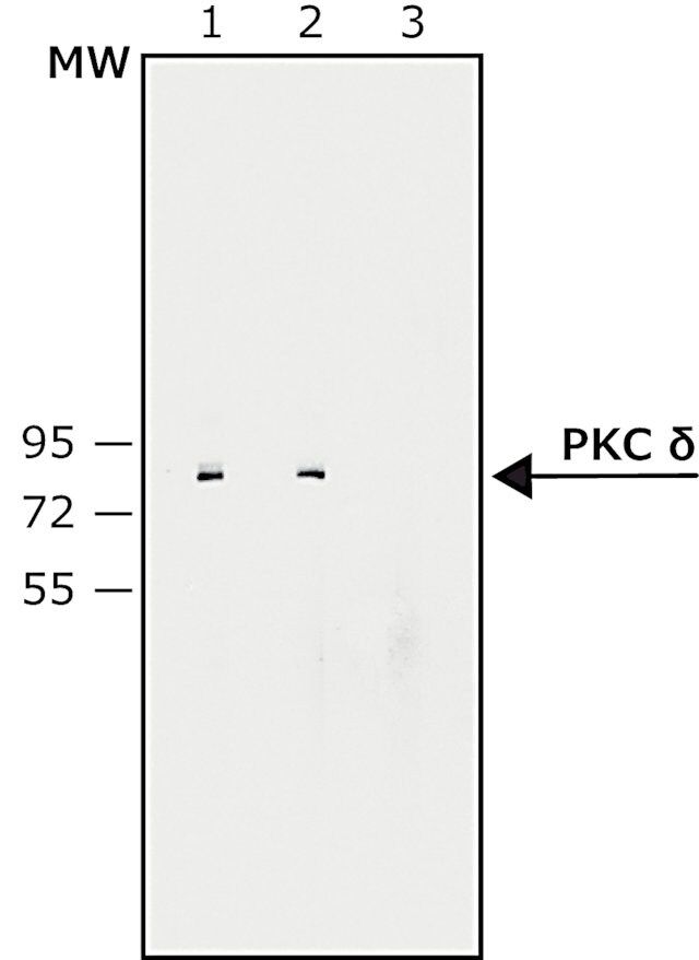 Anti-Protein Kinase Cδ antibody produced in rabbit