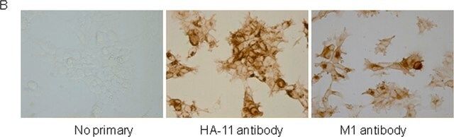 Anti-Muscarinic Acetylcholine Receptor (M<sub>1</sub>) antibody produced in rabbit