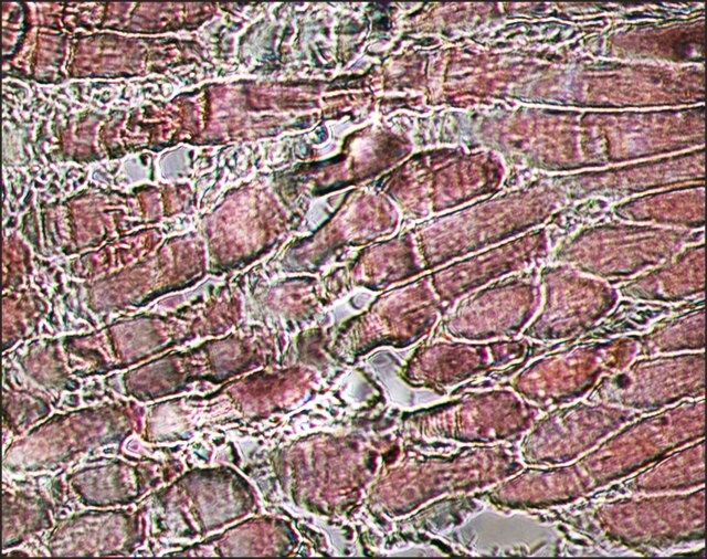 Monoclonal Anti-Myosin (Skeletal, Fast)-Alkaline Phosphatase antibody produced in mouse