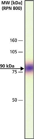 Monoclonal Anti-Vascular Endothelial Growth Factor Receptor-2 (KDR) antibody produced in mouse