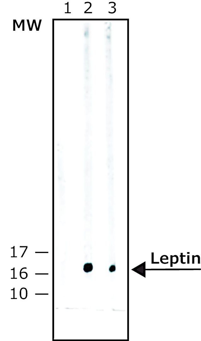 Monoclonal Anti-Leptin antibody produced in mouse