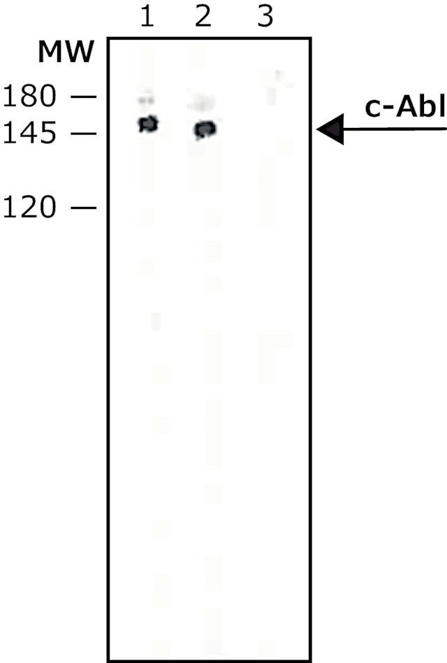 Monoclonal Anti-c-Abl antibody produced in mouse
