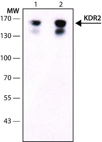 Anti-Vascular Endothelial Growth Factor Receptor-2 (KDR)-Biotin Conjugate antibody, Mouse monoclonal antibody produced in mouse
