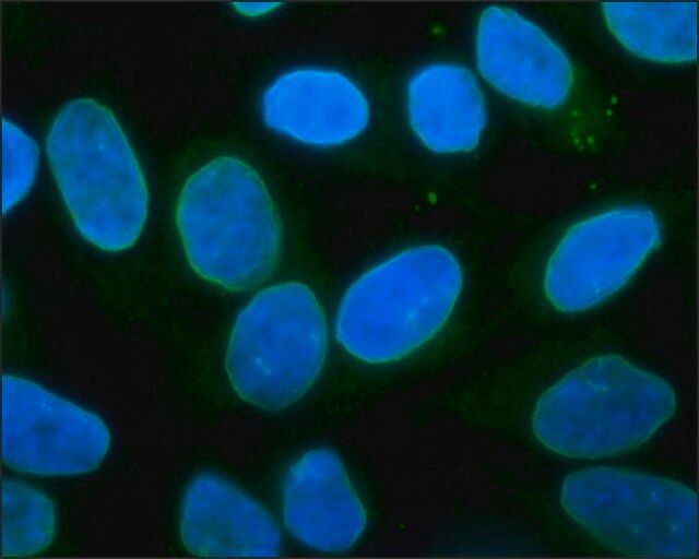 Monoclonal Anti-LAP2 (TMPO) antibody produced in mouse