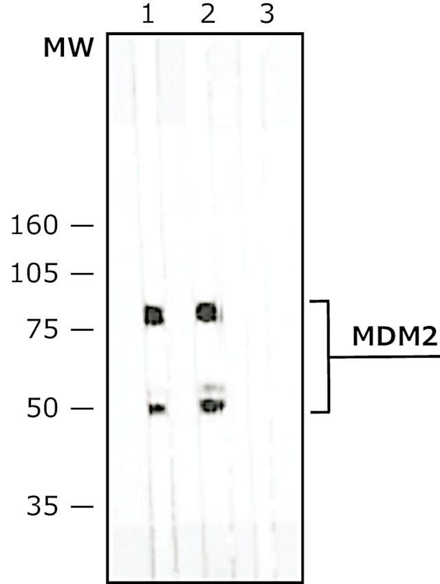 Monoclonal Anti-MDM2 antibody produced in mouse