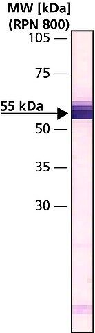 Monoclonal Anti-β-Tubulin IV antibody produced in mouse