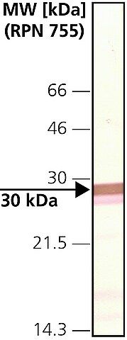 Monoclonal Anti-Connexin-32 antibody produced in mouse