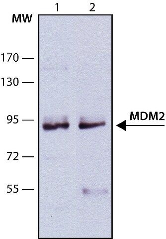 Monoclonal Anti-MDM2 antibody produced in mouse