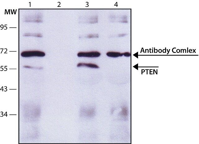 Monoclonal Anti-PTEN antibody produced in mouse