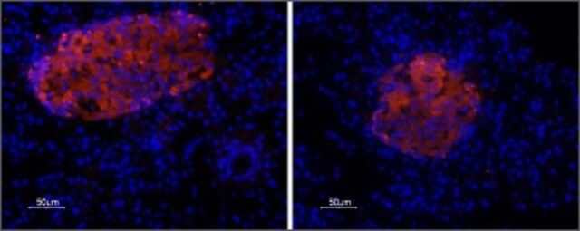 Anti-P2X<sub>7</sub> Purinergic Receptor antibody produced in rabbit