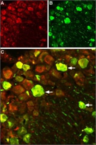 Anti-Sodium Channel PN1 antibody produced in rabbit